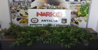 Evinde Kenevir Yetiştiren Şüpheli Yakalandı