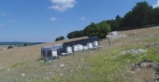 (Özel Haber) Köylüyü Lavanta Balı Kurtaracak