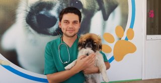 (Özel Haber) Sokak Hayvanları İçin Sosyal Sorumluluk Projesi