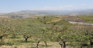 Siirtten Katar Ve Kuveyte Fıstık İhraç Edilecek