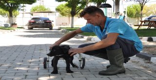 Kazazede Felçli Köpek Hayvan Barınağında Sağlığına Kavuştu