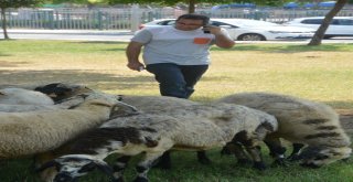 Kaçan Kurbanlık Koyunlar Sahibiyim Diyene Yediemin Olarak Verildi