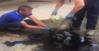 (Özel) Zifte Düşen Köpekler Hayvanseverler Tarafından Kurtarıldı