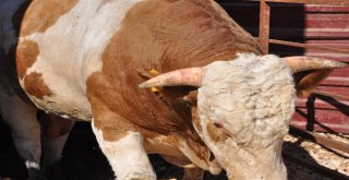 1 Ton 700 Kilo Ağırlığındaki Kurbanlık Danayı 40 Bin Tlye Satıyor