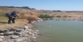 Cizre Belediyesi İlaçlama Çalışmalarına Devam Ediyor