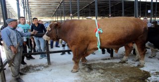 Bir Ton 600 Kiloluk Kurbanlık İlgi Görüyor