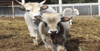 Klon Sığırlar Torunlarının Çocuklarını Gördü
