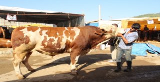 Demokratik Çadırın Keyifçi Danası