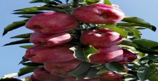 ‘Elmanın Başkenti Eğirdirde 300 Bin Ton Üzeri Rekolte Beklentisi