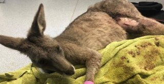 Avustralyada Kanguru Camı Kırıp Eve Girdi