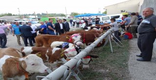 Podyuma Bu Defa Buzağılar Çıktı