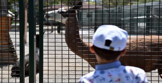 Sokakta Çalışan Çocuklar Evcil Hayvanlar Parkında