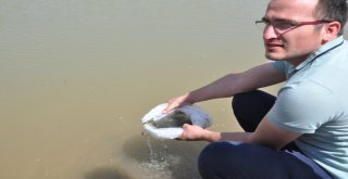 Terörün Yerini Huzura Bırakmasıyla Yaylalar İle Birlikte Nehir Ve Göller De Şenlendi