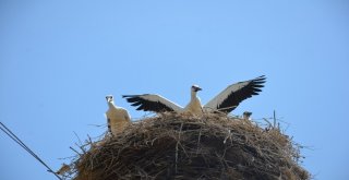 Leylekler Köyün Sembolü Haline Geldi