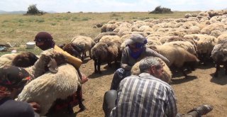 Yaylacıların Hayat Mücadelesi