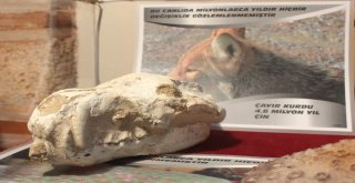 Bu Sergide Milyonlarca Yıl Önce Yok Olmuş Canlıları Görmek Mümkün