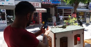 İş Yerinde Beslenen İguana İlgi Odağı Oldu