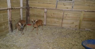 Çorumda Sokak Hayvanları Klima İle Serinliyor