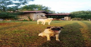 Orman Yangınında Küle Dönen Lüks Villanın Köpekleri Villayı Terk Etmedi