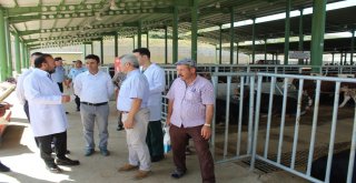 Bu Kurbanlık Pazarı Hem Alıcıları Hem De Satıcıları Memnun Ediyor