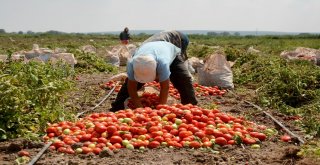 Karacabey Ovasında Domates Hasadı Başladı