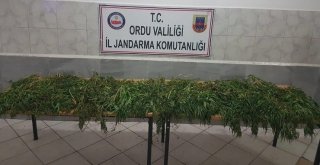 Orduda 8 Kilo 150 Gram Kubar Esrar Ele Geçirildi