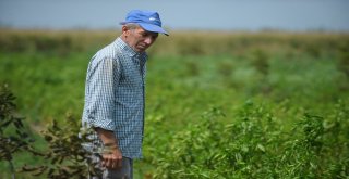 Borlu Su Sebzeleri Kuruttu