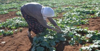 3 Ay Sattıkları Susuz Kavunla 1 Yıl Ev Geçindiriyorlar