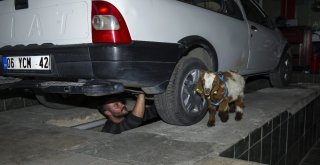 (Özel Haber) Biberonla Beslenen Oğlak Oto Sanayinin Maskotu Oldu