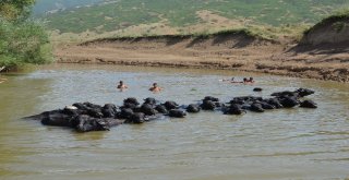 Muşta Damızlık Manda Dağıtımı