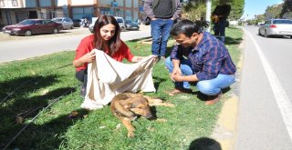 Aracın Çarptığı Köpeğe Üniversite Öğrencisinden Şefkat Eli