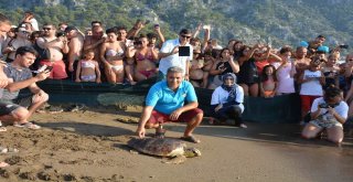 Tedavisi Tamamlanan Caretta Carettalar Denizle Buluştu