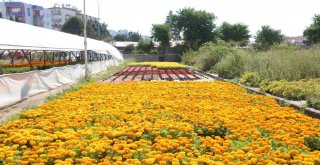 Büyükşehir Belediyesi Kendi Yetiştirdiği Çiçeklerle Aydını Güzelleştiriyor
