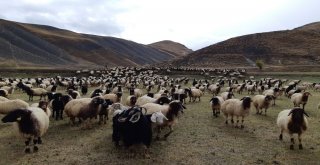 Norduz Koyunu Yetiştiricilerine Destek