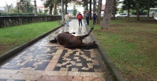 (Özel) Çocuk Parkına Terk Edilen At Çocukların Gözleri Önünde Çırpına Çırpına Can Verdi