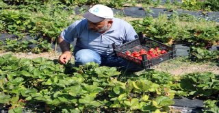 Köylüler Göçmesin Diye Alternatif Ürüne Yönelen Muhtar Örnek Oldu