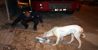 Midyatta Gözü Oyulmuş Köpek Bulundu