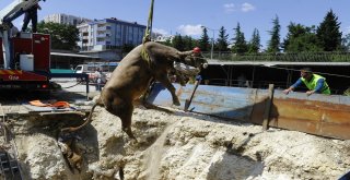 Kurbanlık Hayvan 5 Metrelik Çukura Düştü