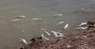 Kızılırmaktaki Balık Ölümleriyle İlgili İnceleme Başlatıldı