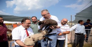 Çobanlar Karacabeyde Buluştu