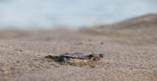 (Özel) Dünyanın Gözü Mersin Sahillerinde