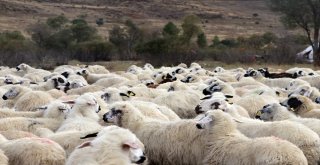 Yayla Sezonunda Sona Gelindi