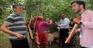 (Özel) Fındık Hasadı Dua Ve Kemençeyle Başladı