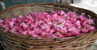 ‘Gülde Coğrafi İşaret Tamam, Sıra Unesco Dünya Mirası Listesinde