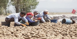 Türkiyedeki Patates Fiyatları