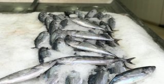 Sinopta Palamut Bolluğu