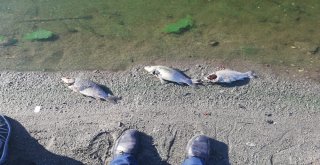 Büyükorhanda Toplu Balık Ölümleri Korkuttu