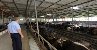 Serdivanda Kurban Satış Ve Kesim Yerlerini Denetlendi