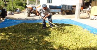 Silifkede Çilek Üreticileri Antep Fıstığına Yöneldi