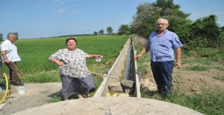 Bafra Ovasında Çeltik Tarlaları Susuzluktan Kurumaya Başladı